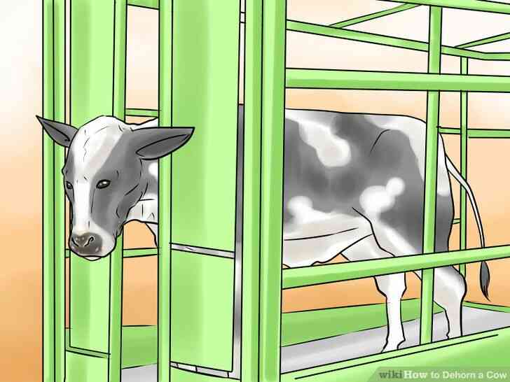 Image intitulée Écorner une Vache à l